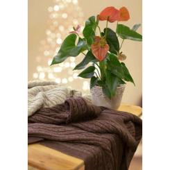 Плед Прованс Soft косы Лате 90x130 см Фото 2