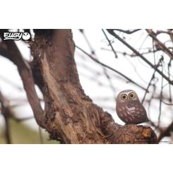 Пазл Eugy 3D Зоопарк Сова Фото 6