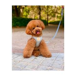 Шлей для собак Chloe's Home Berlin серая М Фото 2