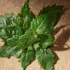 Парфюмированная вода Dolce&Gabbana Devotion Pour Homme 100 мл Фото 5