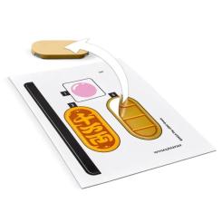 Конструктор LEGO Iconic Кот удачи Фото 3