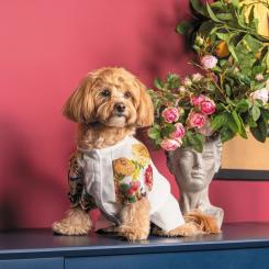 Футболка для животных Pet Fashion Соломія S Фото 4