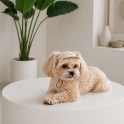 Кепка для животных Pet Fashion Glamor L Фото 4