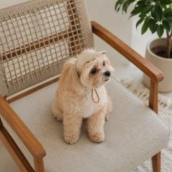 Кепка для животных Pet Fashion Glamor L Фото 5