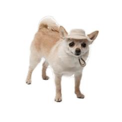 Кепка для животных Pet Fashion Gold L Фото 4