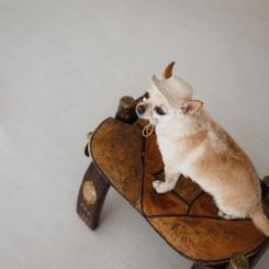 Кепка для животных Pet Fashion Gold L Фото 5