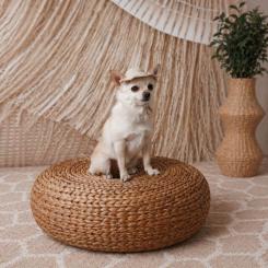 Кепка для животных Pet Fashion Gold L Фото 6
