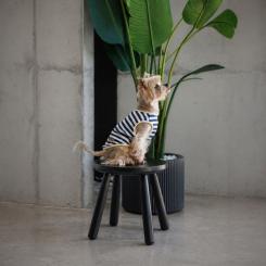 Футболка для животных Pet Fashion Tropic XS Фото 4