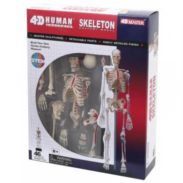 Пазл 4D Master Объемная анатомическая модель Master Скелет челове Фото