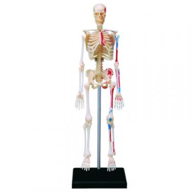 Пазл 4D Master Объемная анатомическая модель Master Скелет челове Фото 1