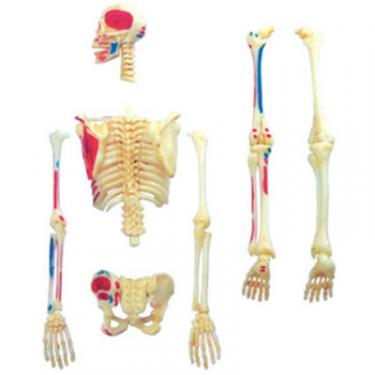 Пазл 4D Master Объемная анатомическая модель Master Скелет челове Фото 2